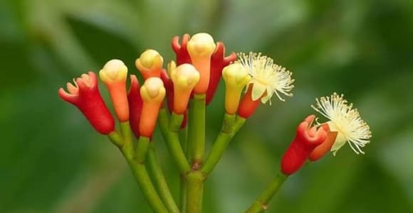 Zanzibar: Spice Farm Tour With Local Lunch Experience