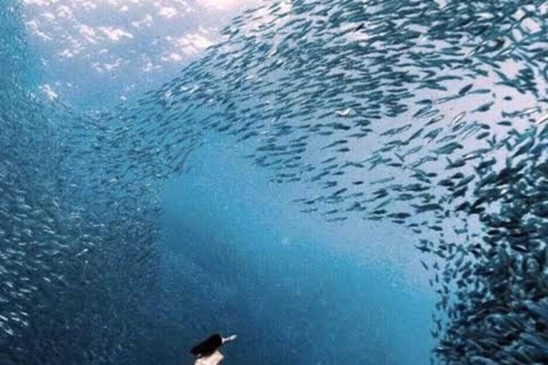 Moalboal: Island Hopping Adventure & Kawasan Falls Excursion