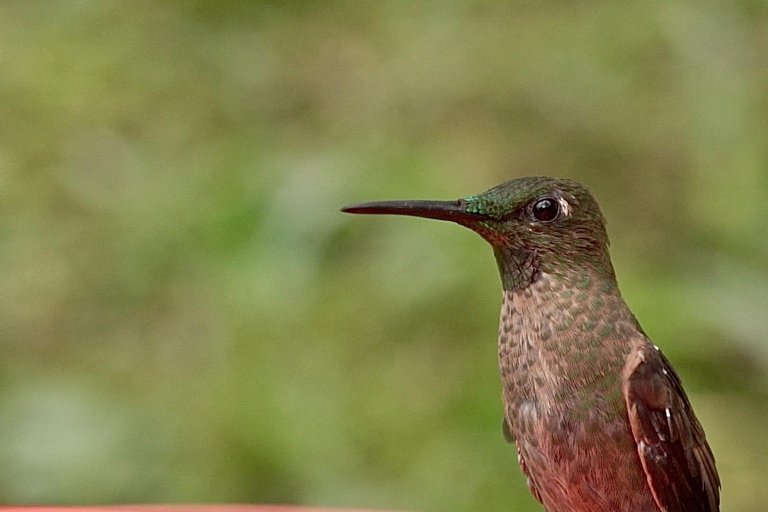 Dapa: Jepp, Wala. Well-being Touring the being,the tea crops Dapa: Jeep, Wala. well-being, trails, birds, tea crops