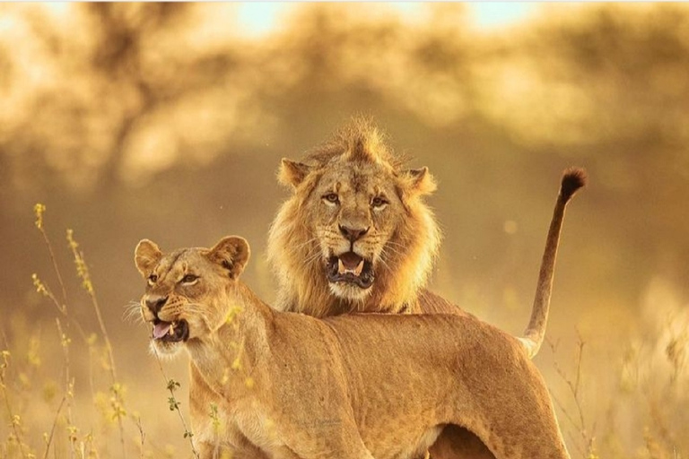 Tour del Parco Nazionale di Nairobi.