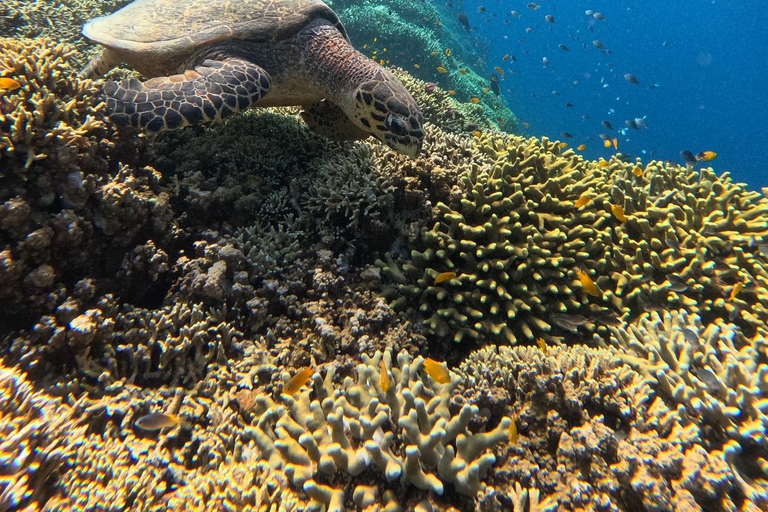 Pemuteran Bali: Menjangan Island Snorkeling Trip with Lunch