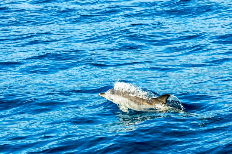 Gibraltar: kolejka linowa i pokaz delfinówGibraltar: 4-godzinna wycieczka kolejką i pokaz delfinów