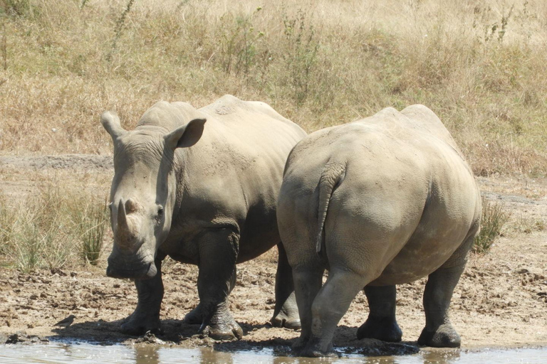 Private Nairobi National Park Drive in 4*4 landcruiser