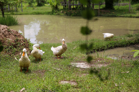 Chiang Mai : Buffles thaïlandais et plantation de riz