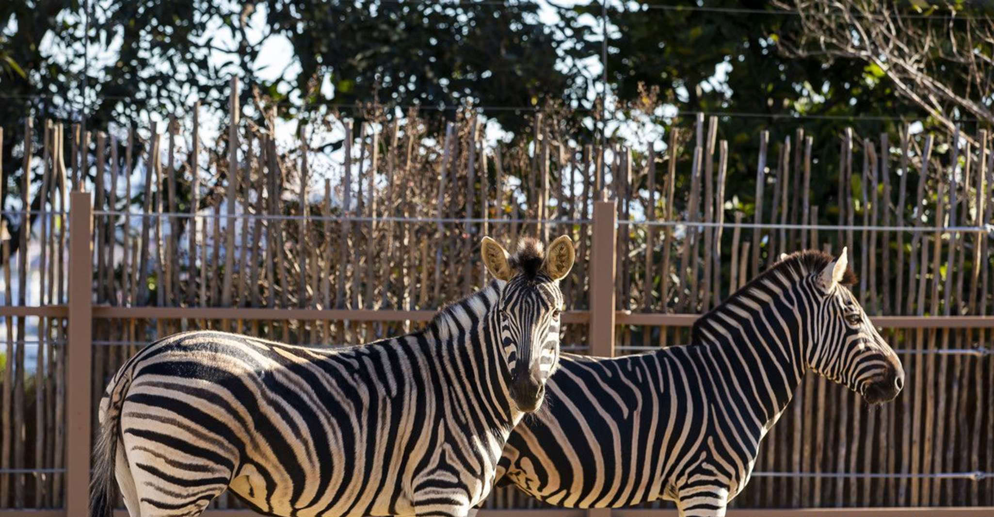 Sydney, Taronga Zoo Tickets - SuiteTrails