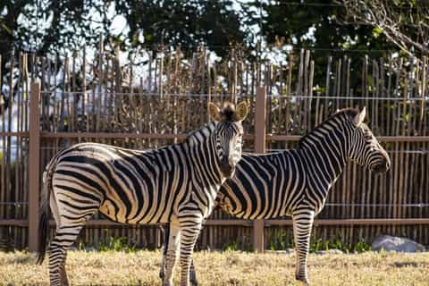 Sydney: Taronga Zoo Tickets