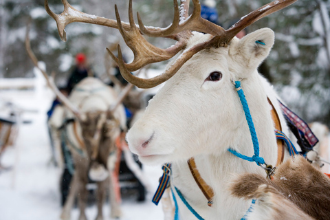 Rovaniemi: Ontmoet de Kerstman, Rendiersledetocht &amp; Huskies