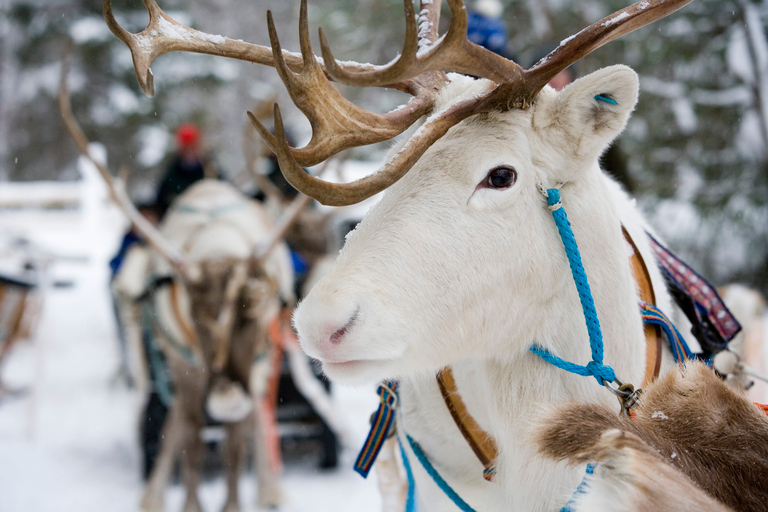 Rovaniemi: Conoce a Papá Noel, paseo en trineo tirado por renos y perros esquimales