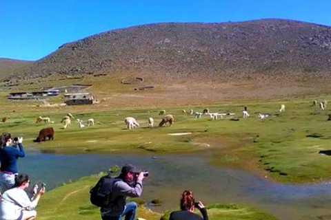 Depuis Arequipa : Excursion au Canyon de Colca 2D 1N à Chivay