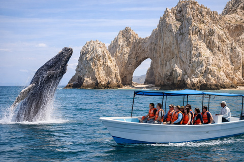 Cabo San Lucas Tour | Arch, Lover’s Beach & Whale Waching