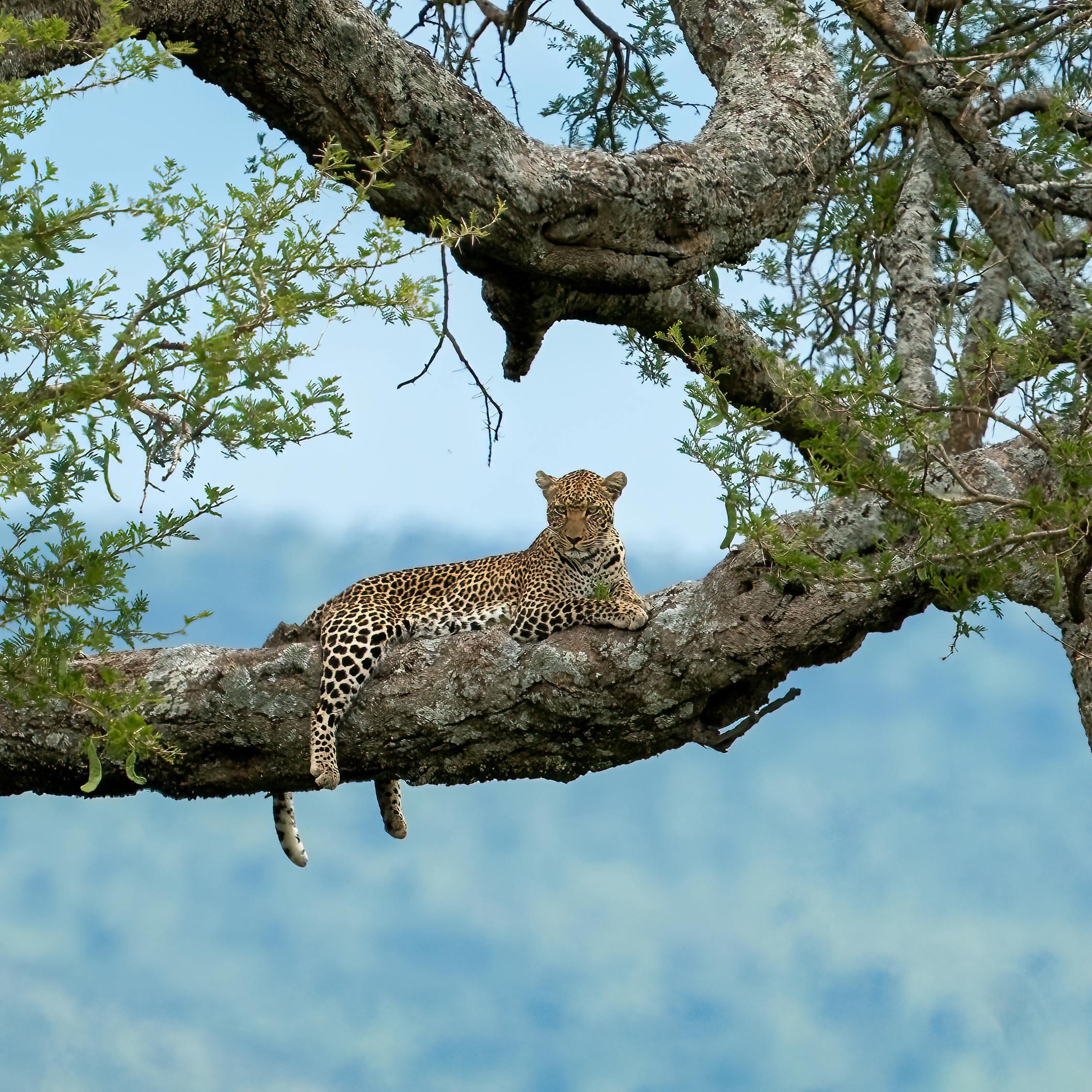 YALA-SAFARI-TOUREN ab Ella/Galle/Mirissa/Tangalle & mehr