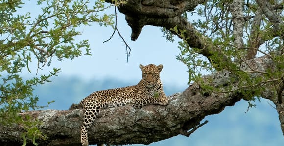 YALA-SAFARI-TOUREN ab Ella/Galle/Mirissa/Tangalle & mehr