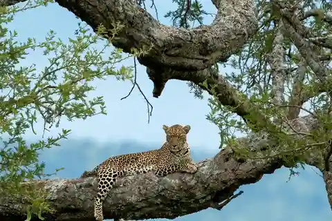 YALA SAFARI TOUR with Galle/Mirissa/Tangalle/Ella Transfers