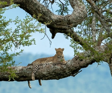 YALA SAFARI TOUR con trasferimenti da Galle/Mirissa/Tangalle/Ella