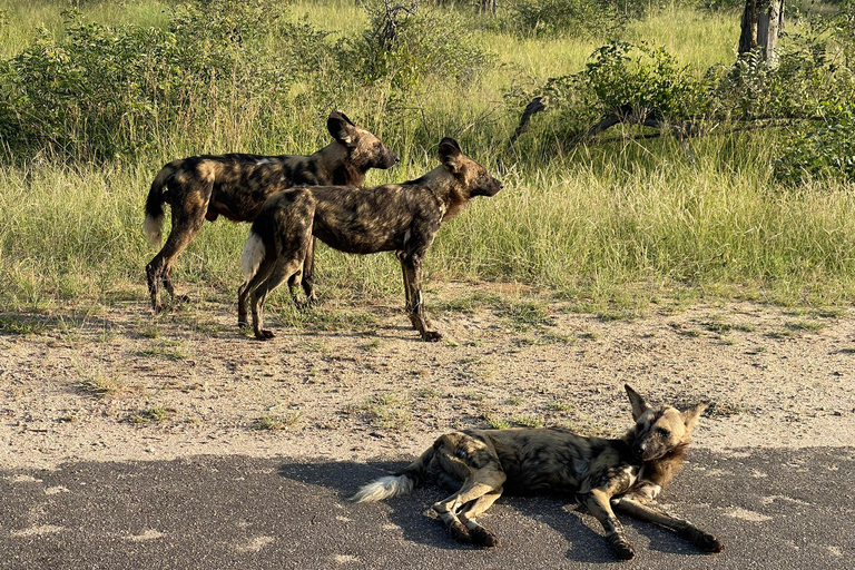 All-inclusive Kruger 2-daagse safari vanuit Johannesburg