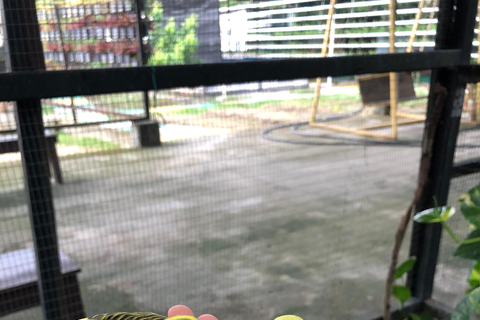 Penang: Balik Pulau Batik Painting &amp; Mini Zoo Petting