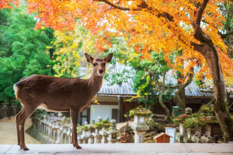 Osaka: Nara, Akame 48 Waterfalls & Tanzan Shrine Tour Shared Tour, Meet at Tsurutontan Soemoncho