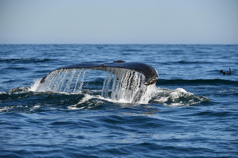 Yzerfontein: Expedição de observação de baleias jubarte