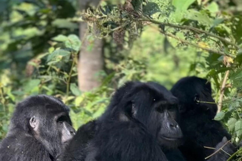 Uganda: 4 days double mountain gorilla trekking experience