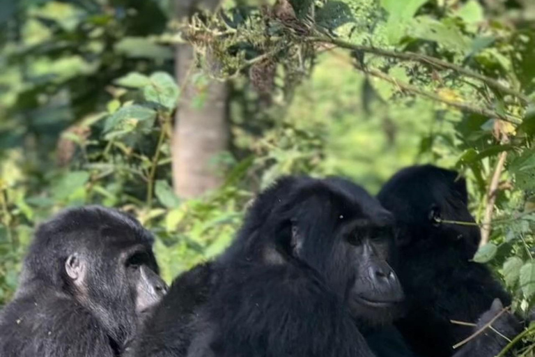 Uganda: 4-dniowy trekking z podwójnym gorylem górskim