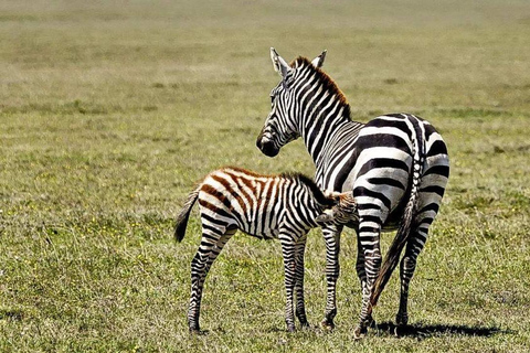 Daressalam: 5-tägige Safari im Süden