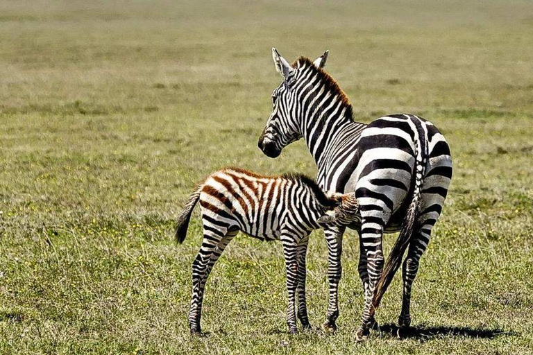 Daressalam: 5-tägige Safari im Süden