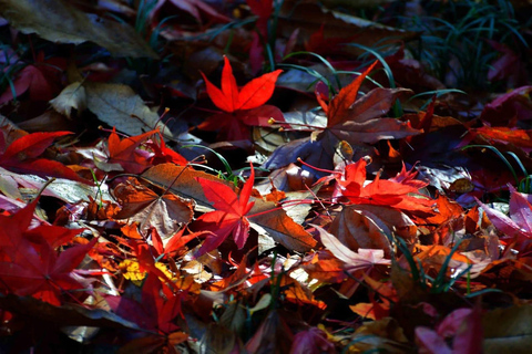 Kobuleti Reserve, Petra Fortress & Garden Tour