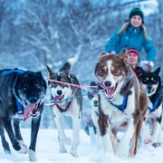 Narvik: Dogsledding with Husky Isogaisa