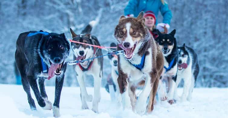 Traîneau à chiens avec Husky Isogaisa