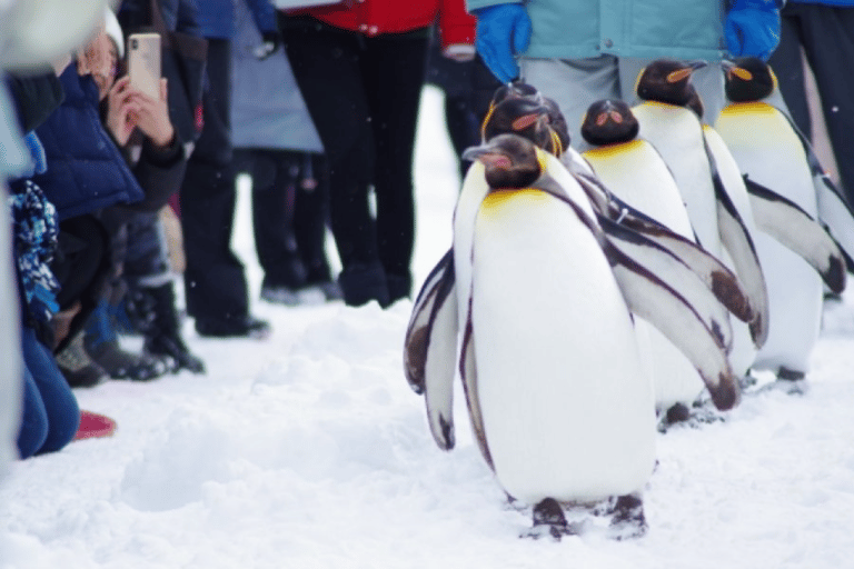 Asahiyama Zoo & Biei Blue Pond Day Trip in Hokkaido