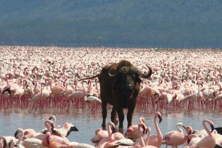 Nairobi: Lake Nakuru Kleingruppe und optionale Bootsfahrt