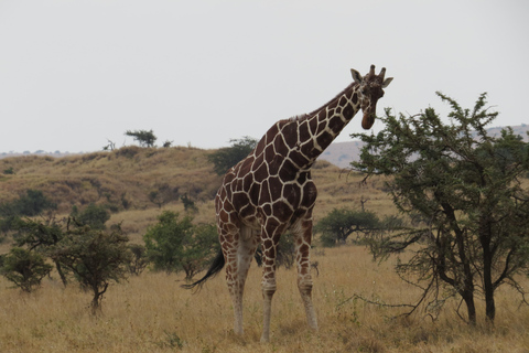 9-Days Mount Kenya and Samburu Safari