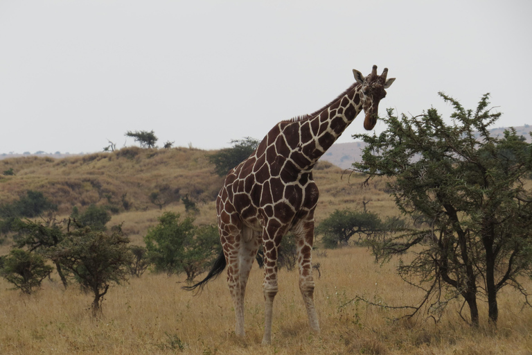 9-Days Mount Kenya and Samburu Safari
