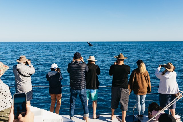 Visit Hervey Bay Exclusive Whale Watch Encounter in Hervey Bay