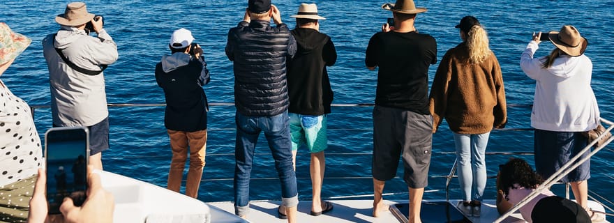 Hervey Bay : Observation exclusive des baleines