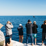 Hervey Bay: Exclusive Whale Watch Encounter