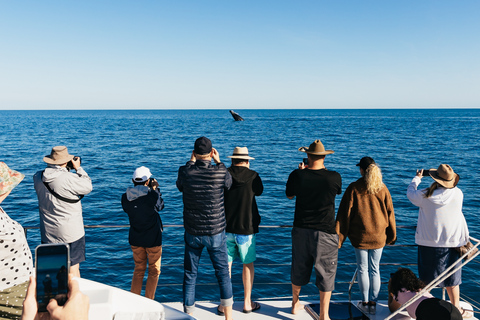 Hervey Bay: Exclusive Whale Watch Encounter Hervey Bay: Exclusive Whale Watch Encounter