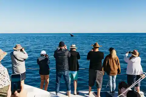 Hervey Bay: Encontro exclusivo de observação de baleias