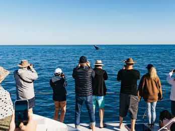 Hervey Bay: Exklusive Walbeobachtungstour