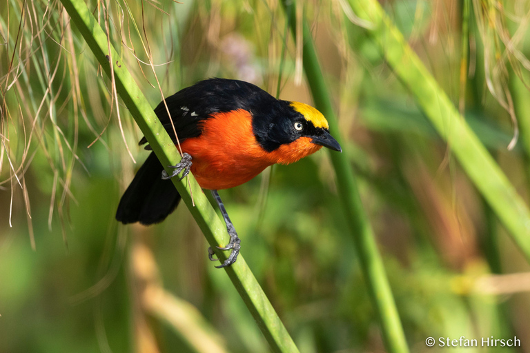 Kigali : excursion d'observation des oiseaux avec déjeuner et transferts