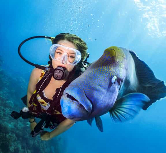 Från Cairns Great Barrier Reef Snorkeling Tour med lunch GetYourGuide