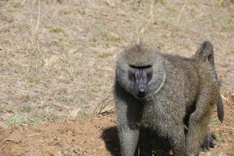 Från Nairobi: 8-dagars safari med det bästa av Kenya och Tanzania