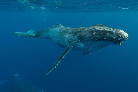 Observation des baleines à Hermanus Visite d'une jounée, au départ du Cap