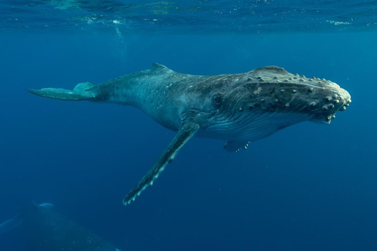 Observation des baleines à Hermanus Visite d'une jounée, au départ du Cap