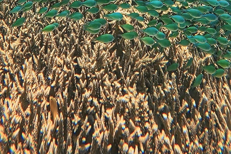 Lombok: Gili Islands Snorkeling Tour with Hotel Pickup Provate snorkling gili island with camera underwater