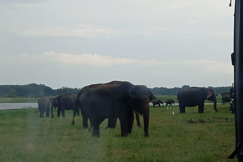 Minneriya: Safari en jeep por el Parque Nacional de Minneriya con servicio de recogida