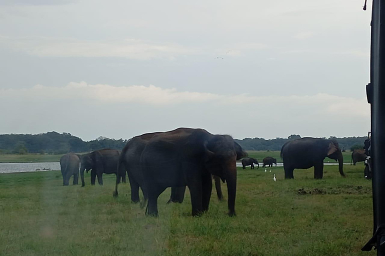 Minneriya: Jeepsafari i Minneriya nationalpark med upphämtning