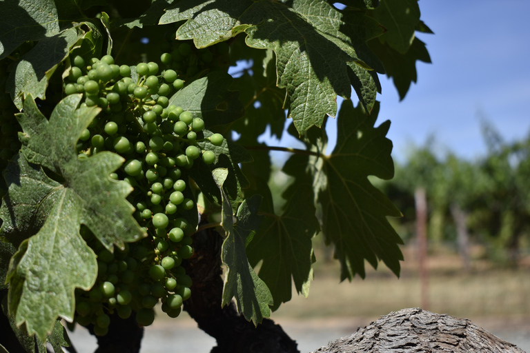 Tour particular de degustação de vinhos em Lodi Personalizado para grupos de 1 a 14 pessoas