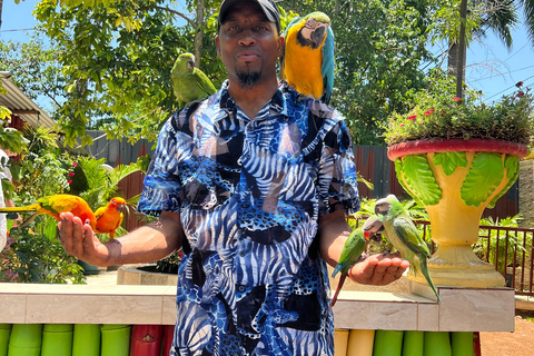 Exotic bird tour and Souvenir Shopping from Montego Bay
