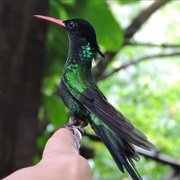 Rocklands Kolibri-Schutzgebiet und Montegobay Highlights